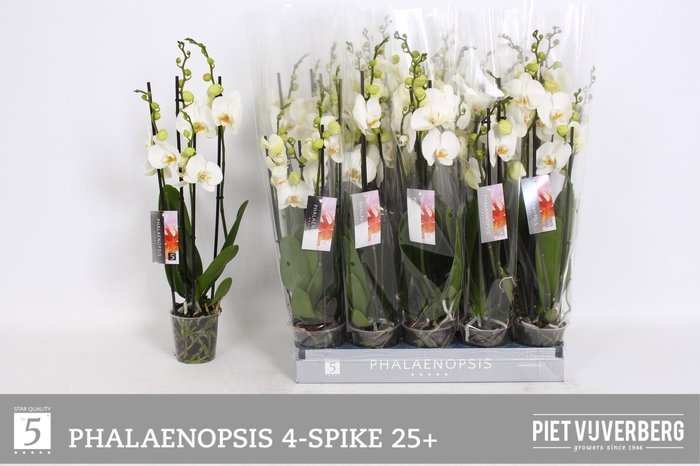 <h4>PHAL OV WIT</h4>