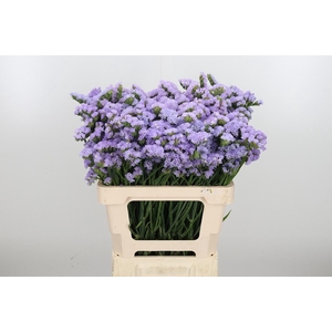Lim S Tonie Lavender