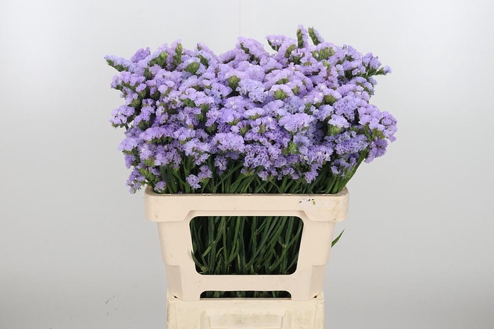 <h4>Lim S Tonie Lavender</h4>
