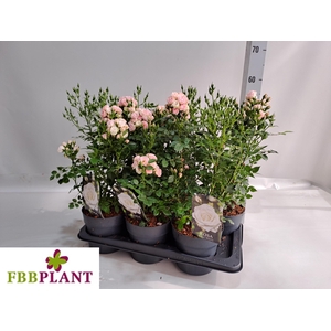 ROSA MIXK