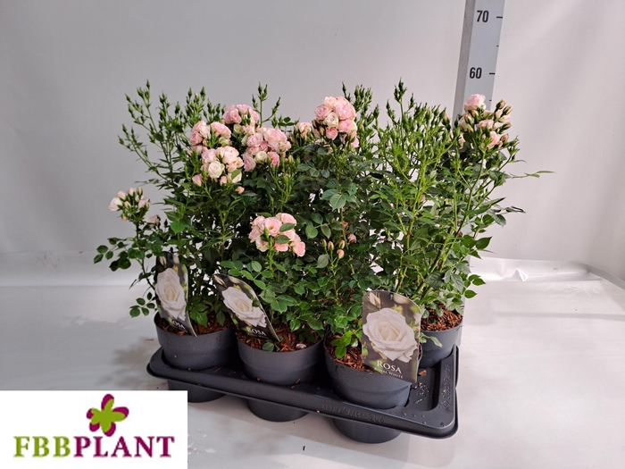 <h4>ROSA MIXK</h4>