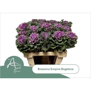 BRASS EMPIRE BOGDANA