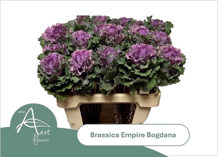 <h4>BRASS EMPIRE BOGDANA</h4>