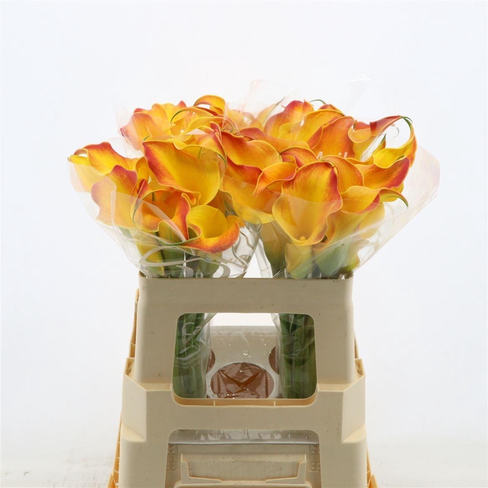 <h4>Calla Callista</h4>