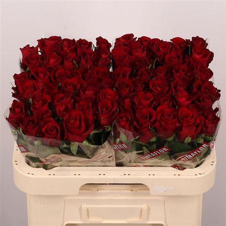 <h4>R Gr Ever Red</h4>