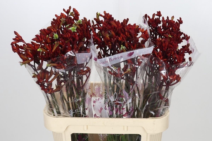 <h4>Anigozanthos Early Spring</h4>