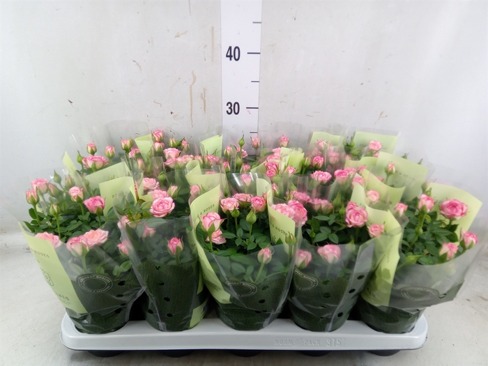 <h4>Rosa  'Carousel Kordana'</h4>