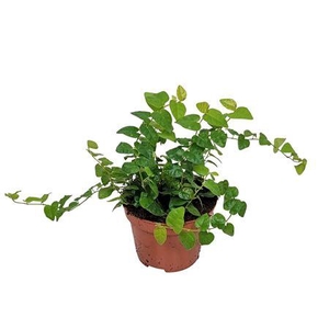 Ficus Pumila 'green Sunny'