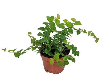 <h4>Ficus Pumila 'green Sunny'</h4>