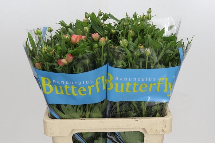 <h4>Ranunculus Butterfly Eris</h4>