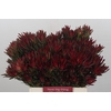 Leucadendron Blush Spray