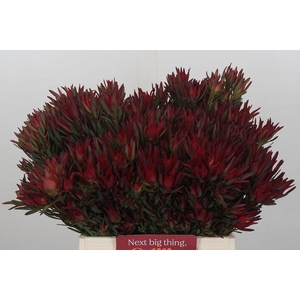 Leucadendron Blush Spray