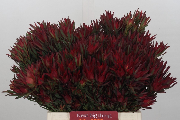 Leucadendron Blush Spray