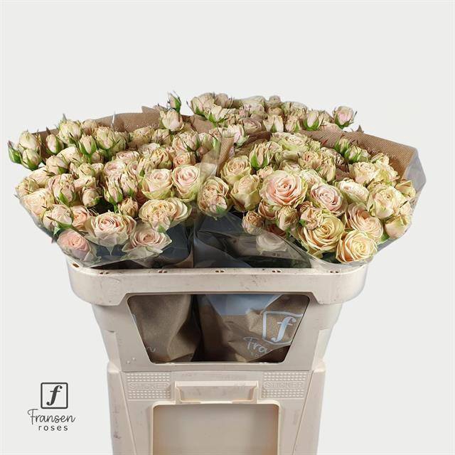 <h4>Rosa spray whitney</h4>