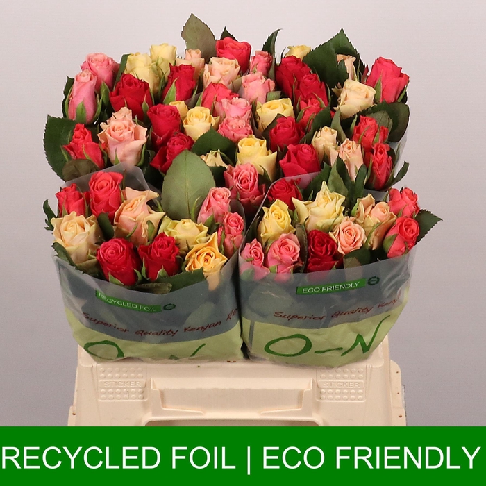 <h4>R GR TACAZZI GEM</h4>