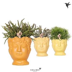 Kolibri Greens Rhipsalis mix in Fruity Head pot yellow mix