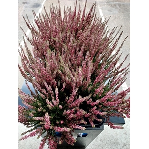 Calluna G-G Athene