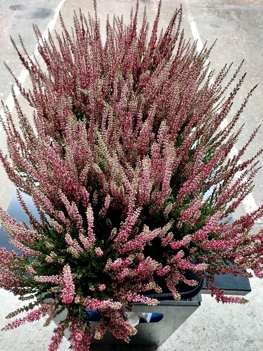 <h4>Calluna G-G Athene</h4>