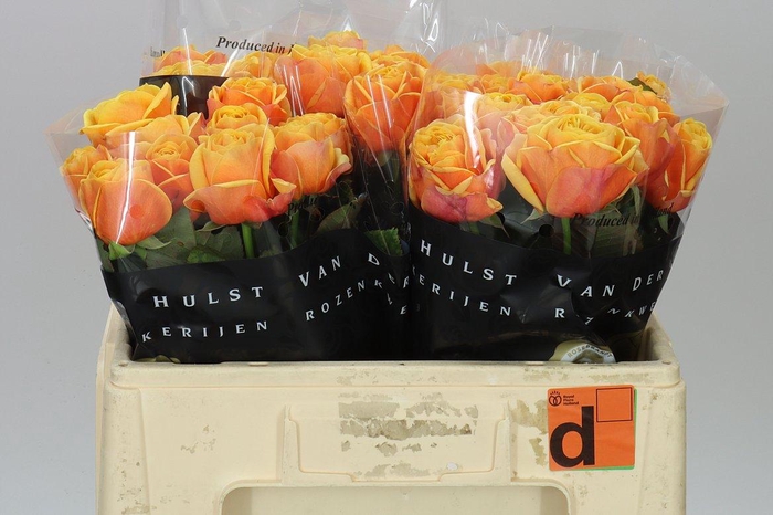 <h4>Rosa Gr Heliane Orange+</h4>