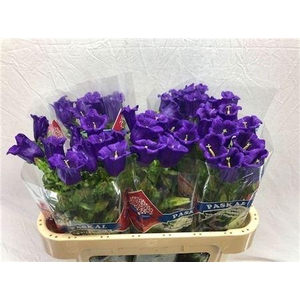 Campanula M Champion Blue