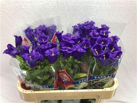 <h4>Campanula M Champion Blue</h4>