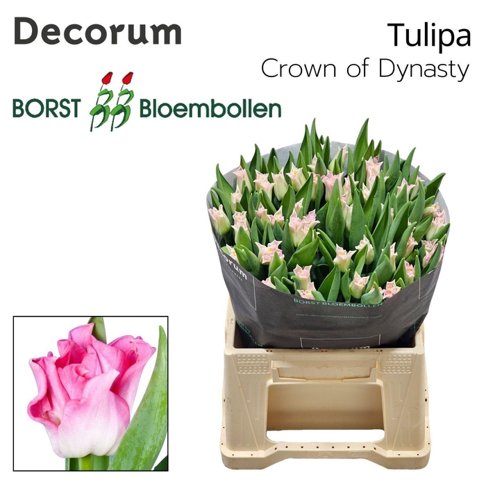 <h4>TU CO CROWN OF DYNASTY</h4>