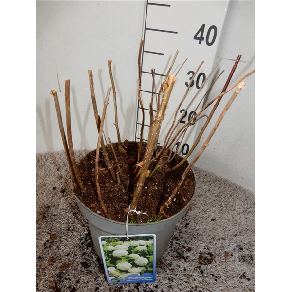 <h4>Hydrangea arb. Annabelle 30-40 P23</h4>