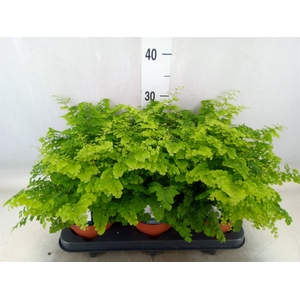 Adiantum raddi. 'Fritz-Luthi'