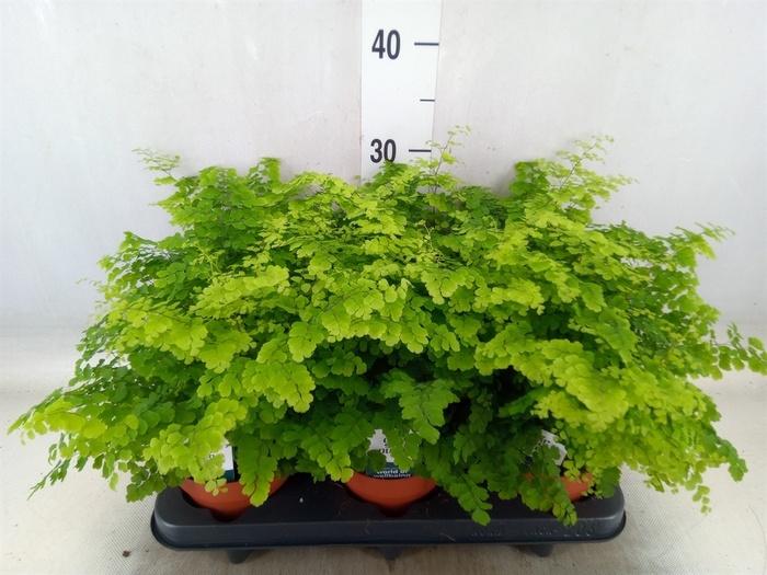 <h4>Adiantum raddi. 'Fritz-Luthi'</h4>