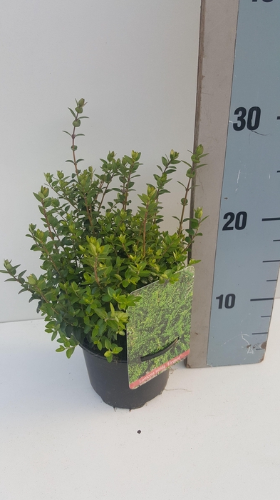 <h4>Lonicera nitida Elegant</h4>