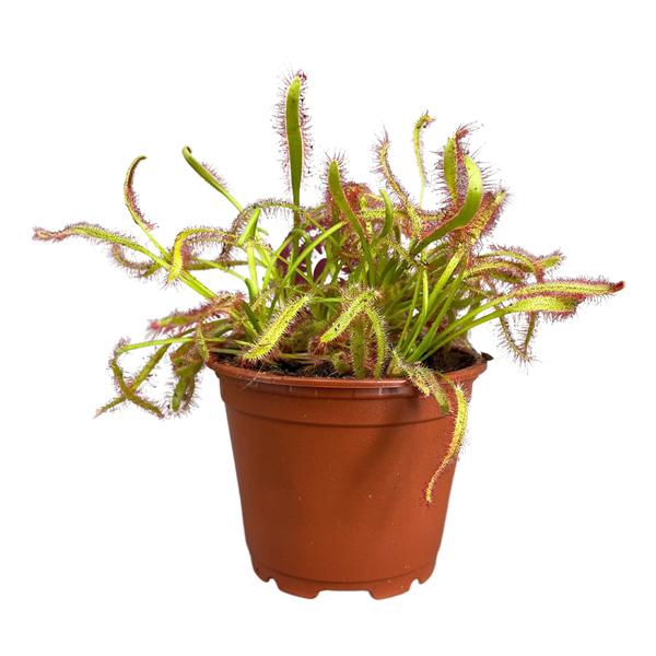 <h4>Drosera Capensis 8,5 cm breedbladig rood</h4>