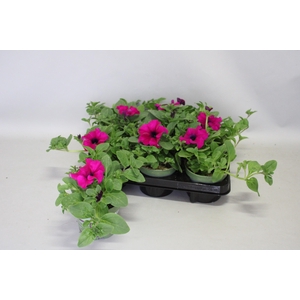 Petunia surfinia Giant Purple