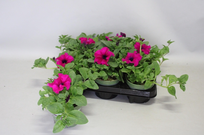 <h4>Petunia surfinia Giant Purple</h4>