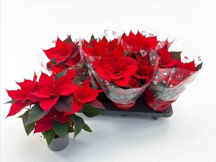 <h4>EUPHOR P CHR UNIVERS</h4>