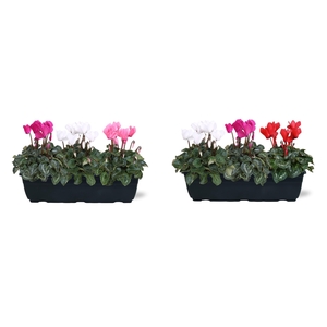 Cyclamen carnaval in trio balkonbak 40cm