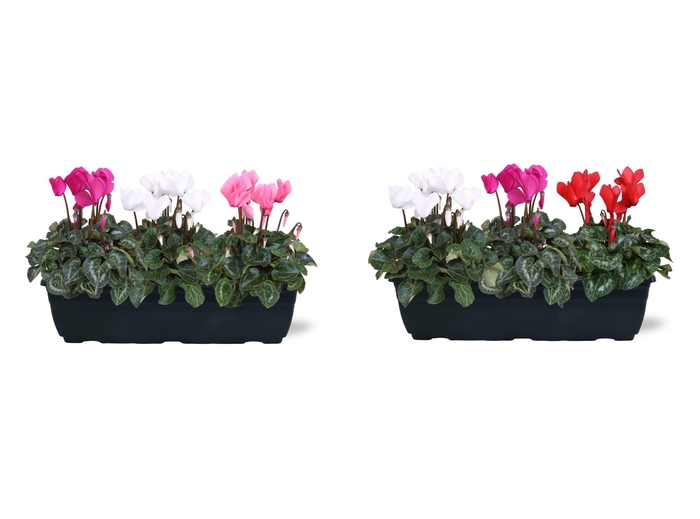 <h4>Cyclamen carnaval in trio balkonbak 40cm</h4>