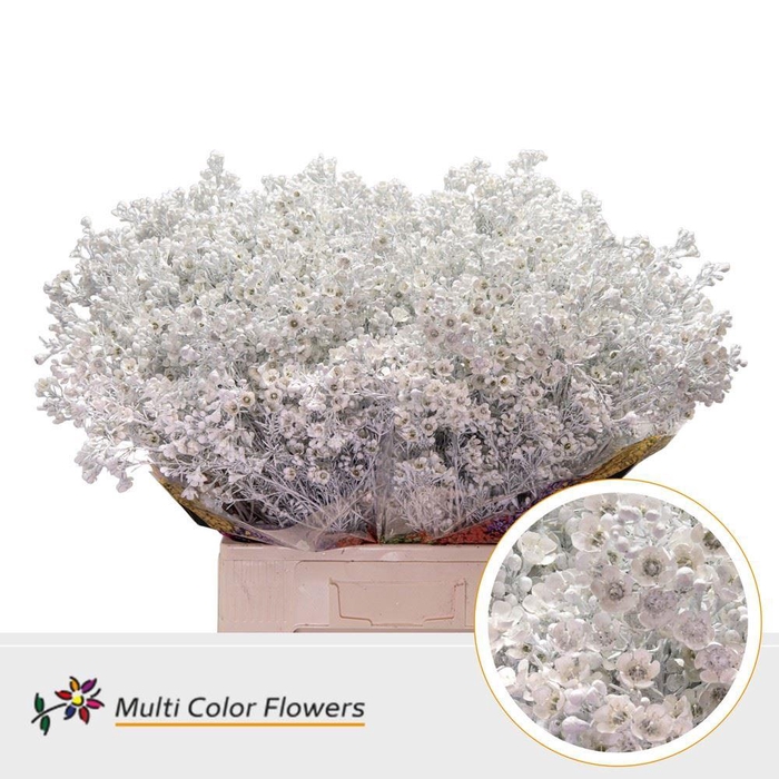 Chamelaucium Colored Wax White