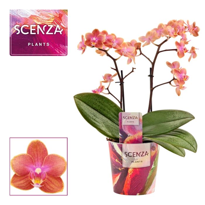 <h4>Phalaenopsis perfíum 2 tak Dusty belle (Scenza)</h4>