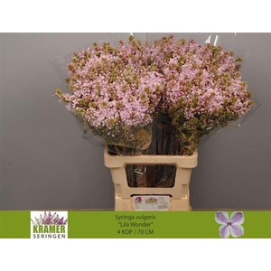 Syr V Lila Wonder 70cm 4+