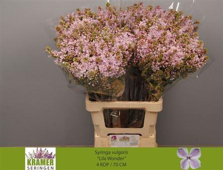 <h4>Syr V Lila Wonder 70cm 4+</h4>