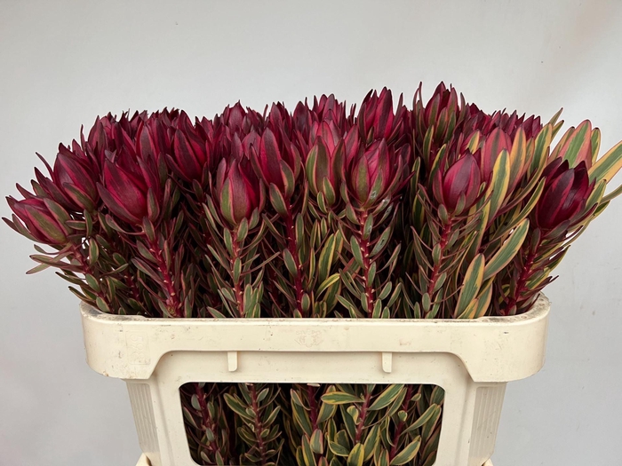 <h4>LEUCADENDRON  'JESTER'</h4>