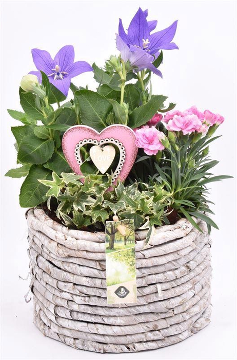 <h4>Maismand 20cm</h4>