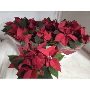EUPHOR POINSETTIA RED P11