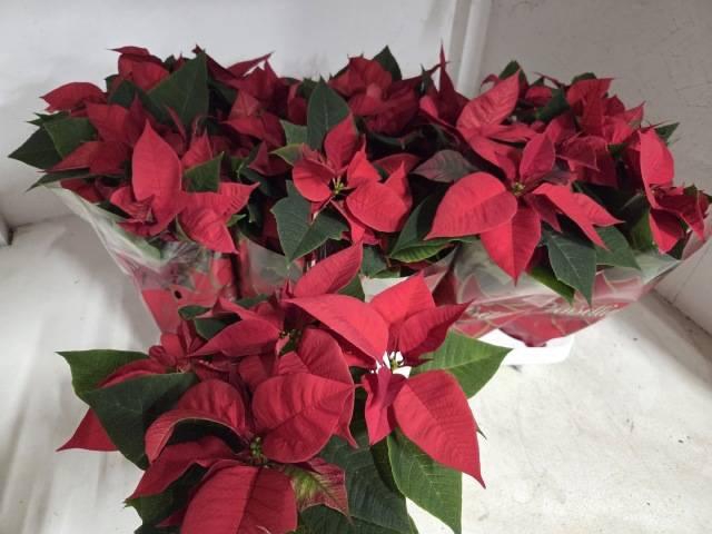 <h4>EUPHOR POINSETTIA RED P11</h4>