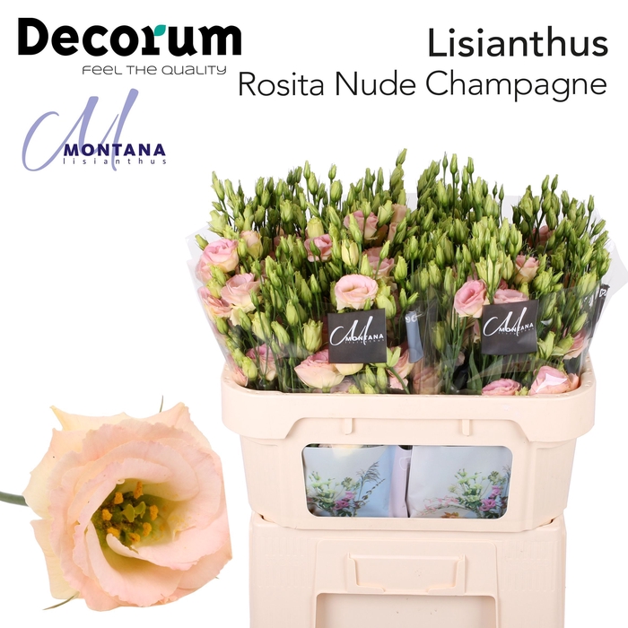 Lisianthus Rosita nude champagne 72cm