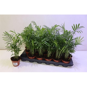 arr8 Chamaed Elegans