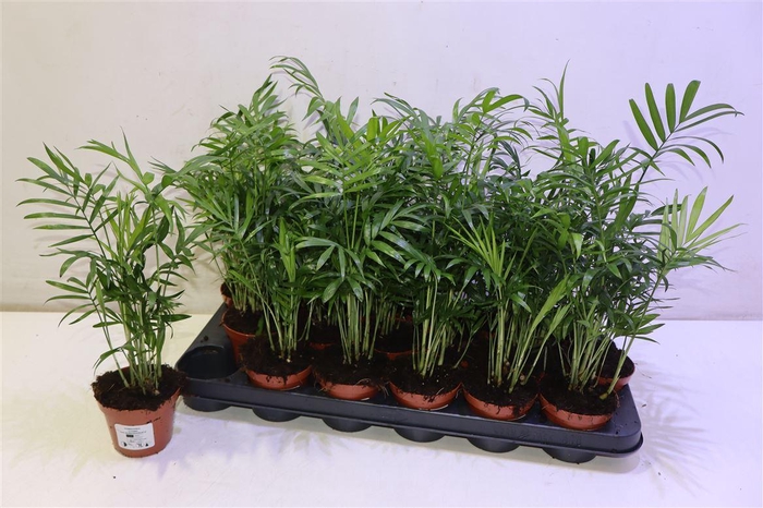 <h4>arr8 Chamaed Elegans</h4>