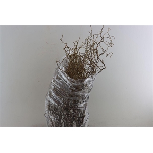 Corylus Av Contorta X30 80cm