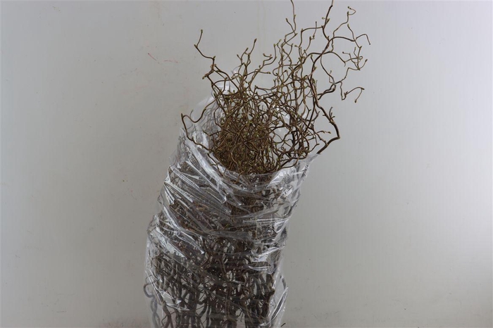 <h4>Corylus Avallana Contorta X30 80cm</h4>