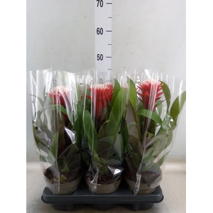 Guzmania  'Hope'